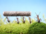 ants teamwork management
